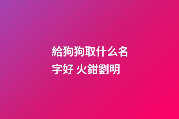 給狗狗取什么名字好 火鉗劉明